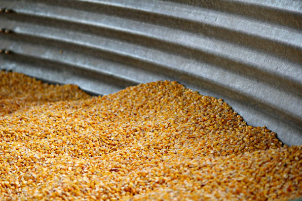 Corn in Silo Metal Bucket