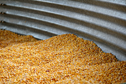 Animal feed corn, silage, dried corn feed in metal bin, silo, in Wisconsin, USA
