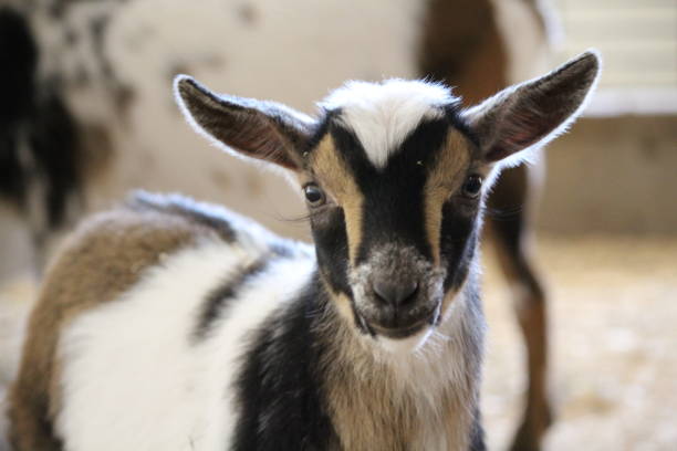 istock Tan, Brown, and White Goat Kid Looking Straight On 978820498