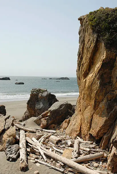 Photo of Driftwood on the Oregon coast