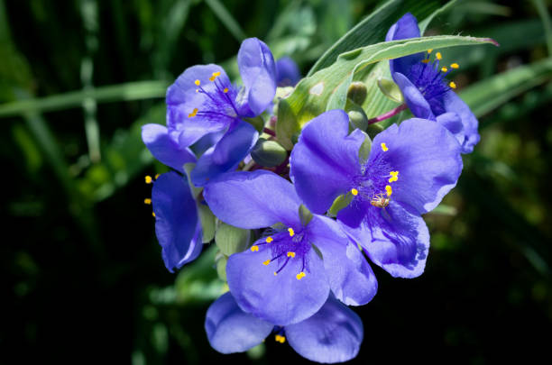 istock Spiderwort Plant Trilliums Closeup 978824598
