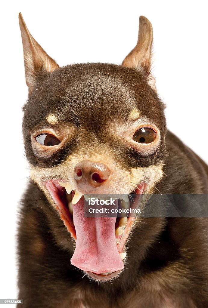 toy-russa terrier.Ridiculous Cachorro - Foto de stock de Cão royalty-free