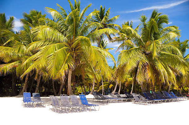 istock Paradise beach with palms and sunbeds 97883693