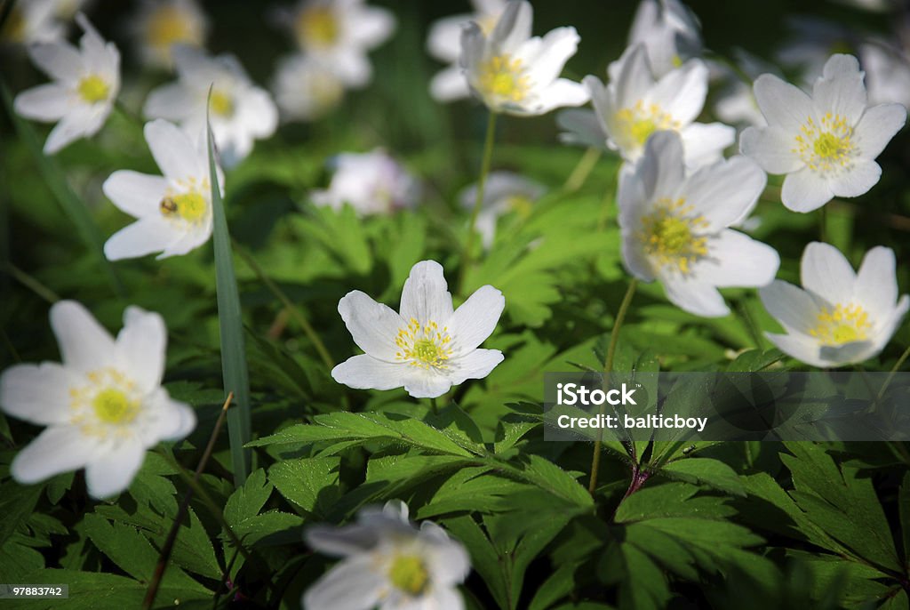 Anémona - Foto de stock de Anemone Narcissino libre de derechos