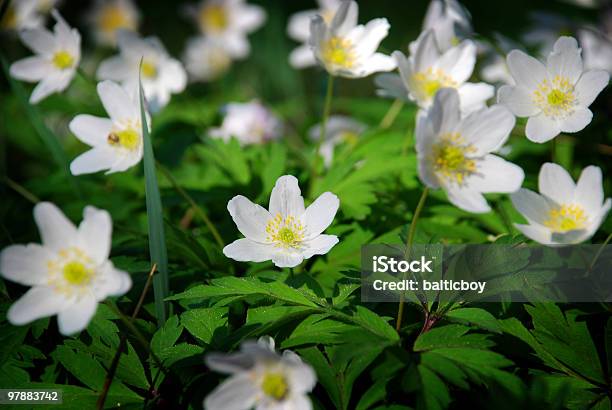 Anémona Foto de stock y más banco de imágenes de Anemone Narcissino - Anemone Narcissino, Anémona - Familia del Ranúnculo, Belleza de la naturaleza