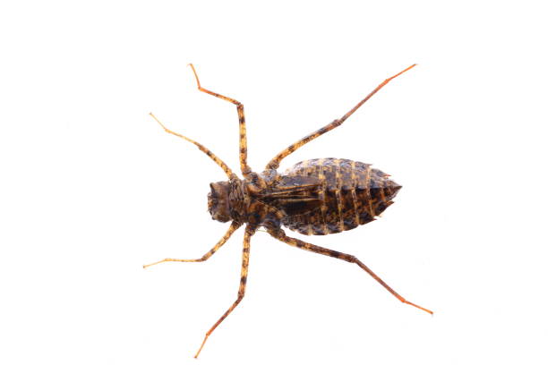 istock Dragonfly larvae, and on a white background 978840632