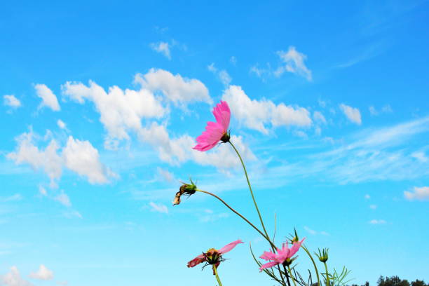 cosmos flowers on blue sky with beautiful cloudy