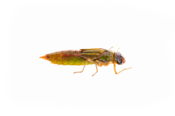 istock Dragonfly larvae, and on a white background 978840752