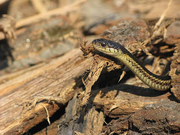 istock Garter snake slithering through a wood pile 97884412