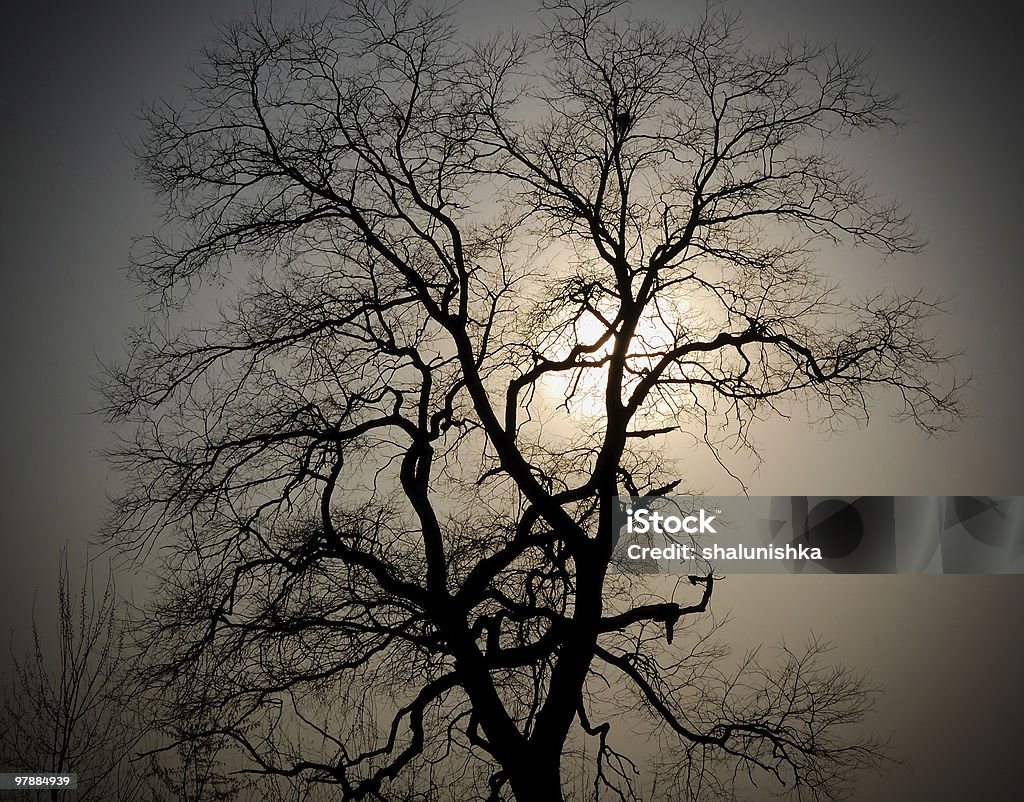 Abend tree - Lizenzfrei Abgeschiedenheit Stock-Foto