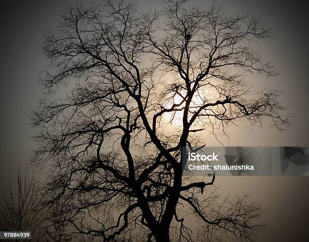 Abend Tree Stockfoto und mehr Bilder von Abgeschiedenheit - Abgeschiedenheit, Abgestorbene Pflanze, Alt