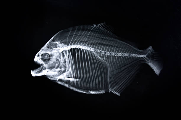 piraña radiografía esqueleto de animal - piraña fotografías e imágenes de stock