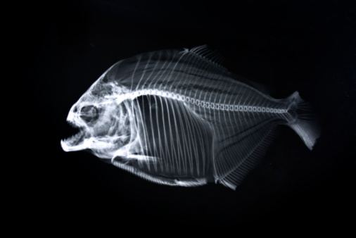 Piranha x-ray of animal skeleton