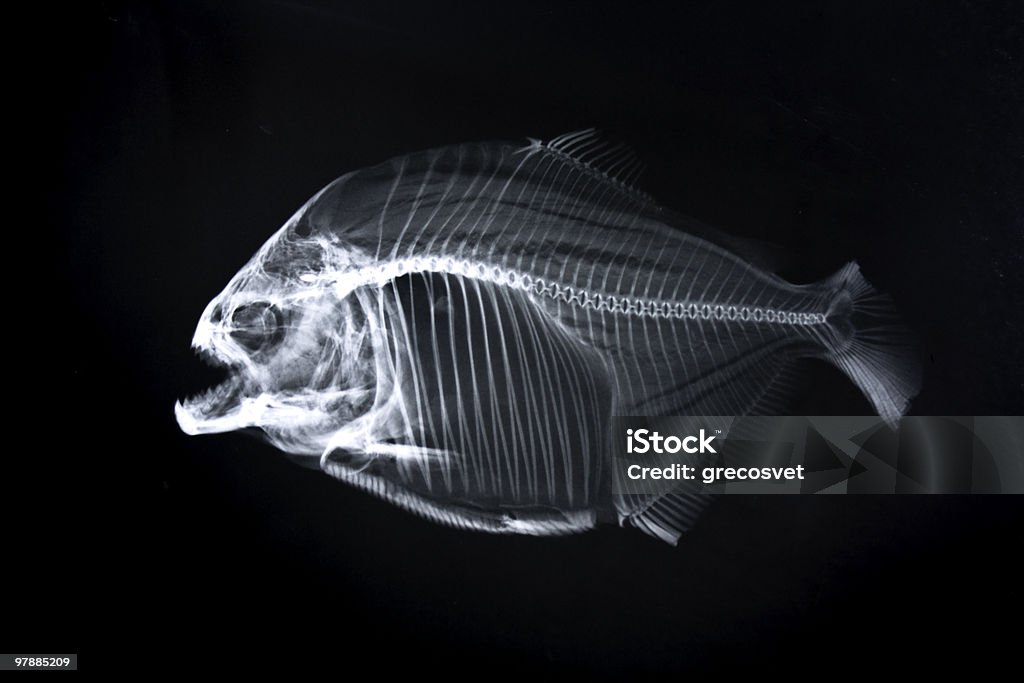 Piranha x-ray of animal skeleton Animal Skeleton. X-ray Image Stock Photo