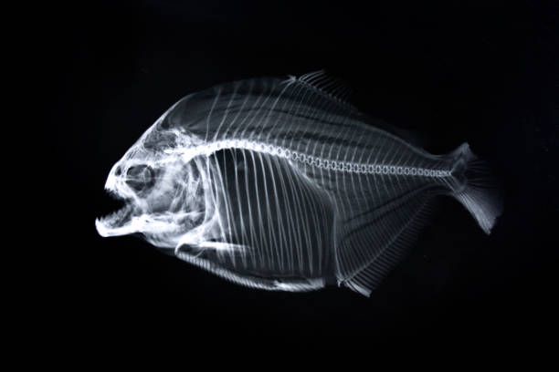 Animal X Ray Stock Photos, Pictures & Royalty-Free Images - iStock Animal X Ray Stock Photos, Pictures & Royalty-Free Images - iStock