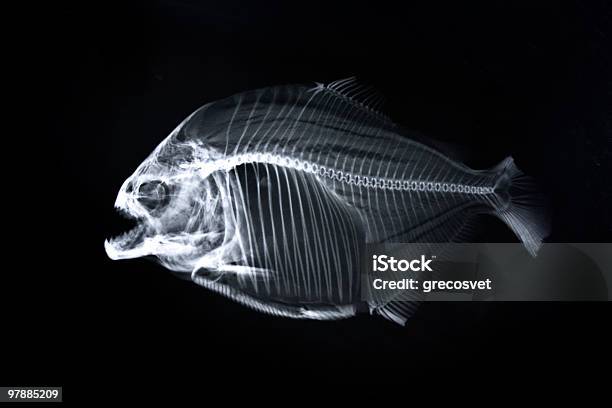 Piranha Xray Of Animal Skeleton Stock Photo - Download Image Now - X-ray Image, Fish, Piranha