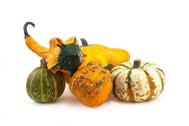 istock autumn gourds and pumpkins 97885317