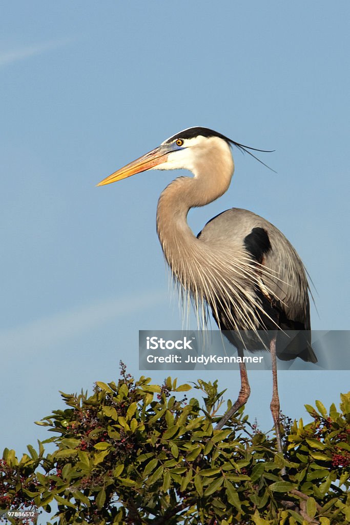 Gran garza azul con sky - Foto de stock de Abierto libre de derechos