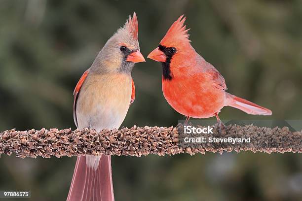 Para Północnej Cardinals - zdjęcia stockowe i więcej obrazów Kardynał - Ptak - Kardynał - Ptak, Zwierzę płci męskiej, Zwierzę płci żeńskiej