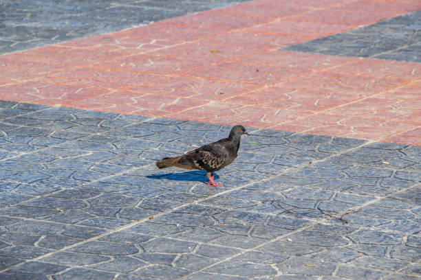 black pigeon walking on tile floor looking at camera