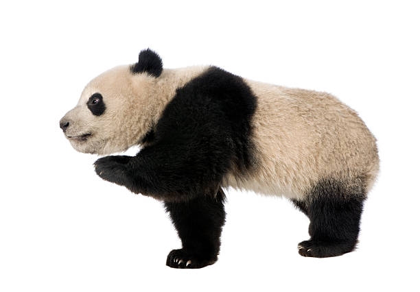 istock Side view of Giant Panda walking and looking away 97887336