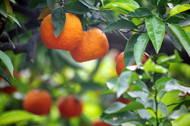 Orange grove, Lake Wales, Polk County, Florida, USA