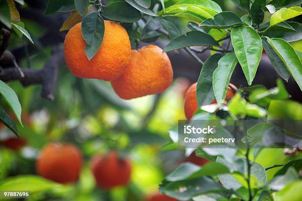 Pomarańczowe Owoce - zdjęcia stockowe i więcej obrazów Pomarańcza - Pomarańcza, Sycylia, Pomarańczowy