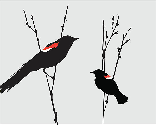 Blackbirds Stock Illustration - Download Image Now - Blackbird, North  American Blackbird, Bare Tree - iStock