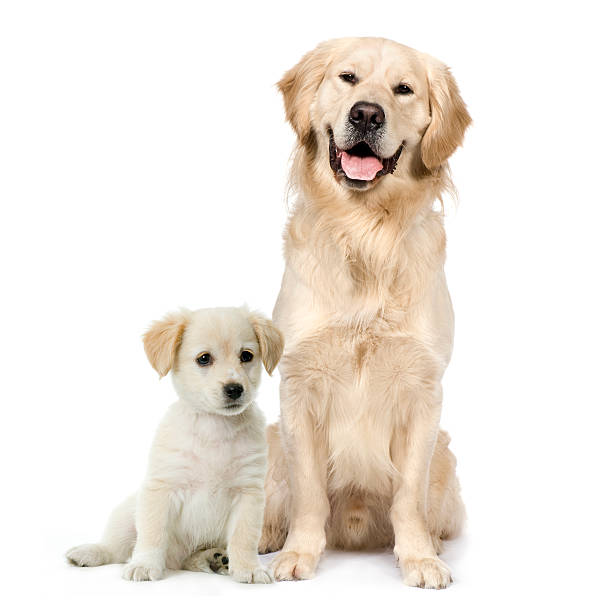 vista anteriore di golden retriever e un labrador cucciolo seduto - puppy young animal dog labrador retriever foto e immagini stock