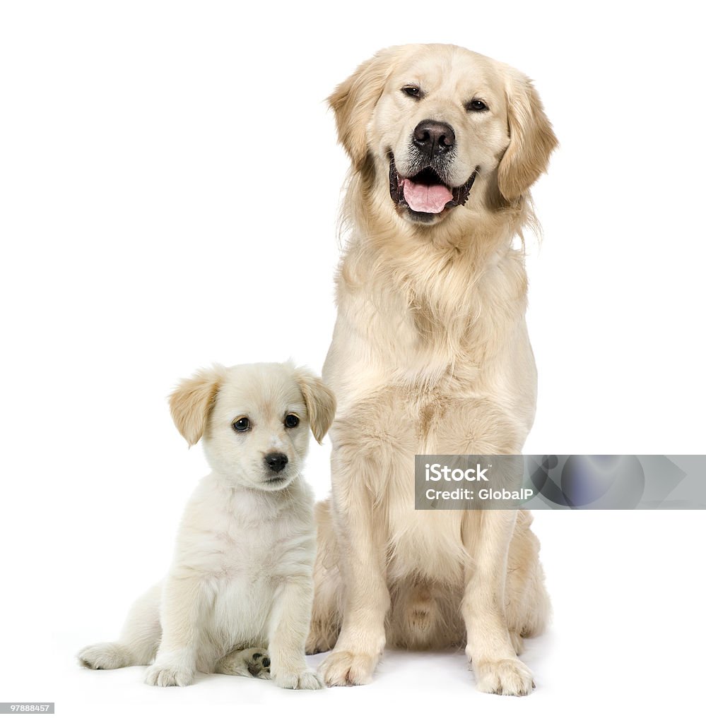 Front view of Golden Retriever and a Labrador puppy sitting  Dog Stock Photo