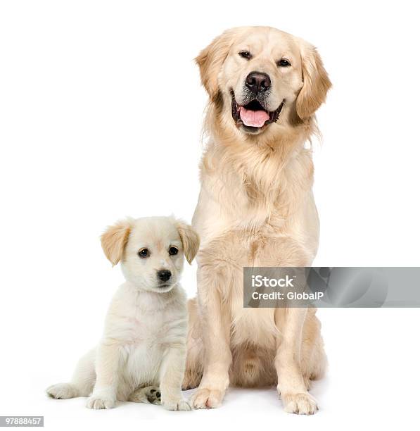 Front View Of Golden Retriever And A Labrador Puppy Sitting Stock Photo - Download Image Now