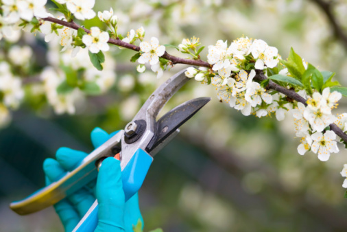 Clippers pruning bushes