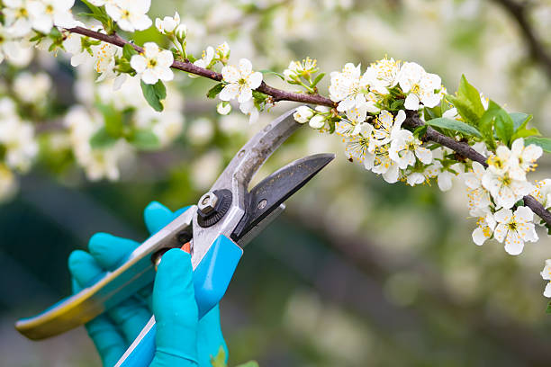 Clippers being used to prune bushes stock photo