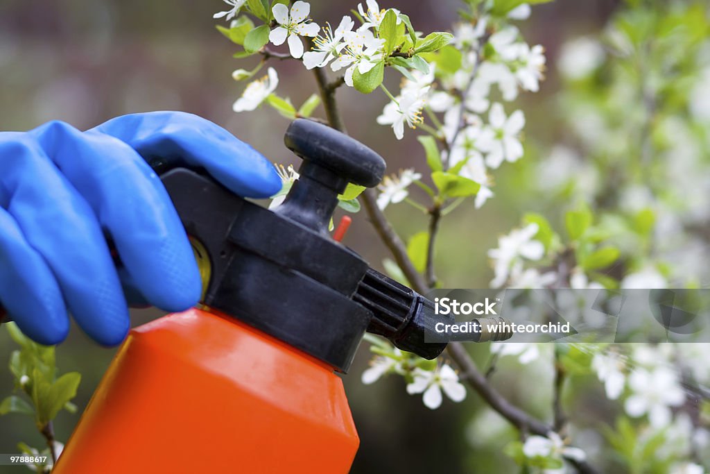 fertilizer trees  Cherry Tree Stock Photo