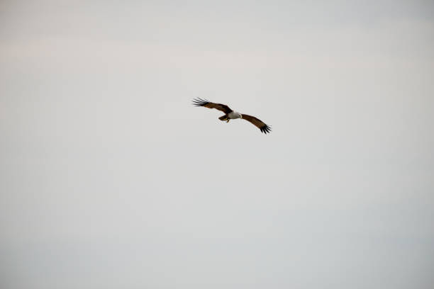 Arctic tern flying over the North Sea in the harbour of Inner Farne, Farne Islands, Northumberland, UK