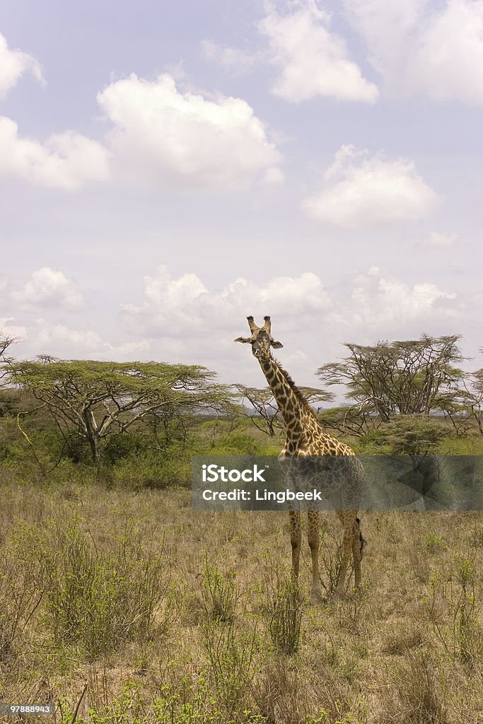 African Giraffe Giraffe in Nairobi National Park, Kenya. Africa Stock Photo