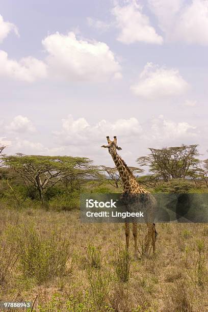 African Giraffe Stock Photo - Download Image Now - Africa, African Culture, Animal