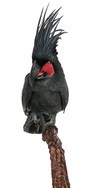 istock Front view of Palm Cockatoo perched on stick 97889888