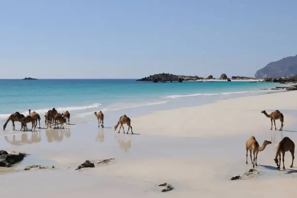 Middle East, Beach, Arabic Camels, Dromedaries, Arabian Sea, Indian Ocean, White Sand, Turquoise Colored Water, Clear Blue Sky, Nature Landscape, Impressive Scenery