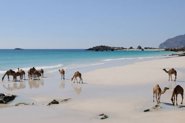 верблюды на пляже, оман - oman стоковые фото и изображения