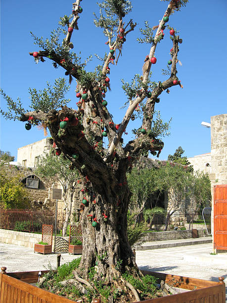 Olive Tree With Christmas Decorations stock photo