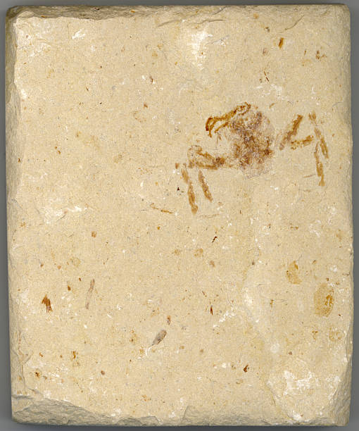 Fossil Crab stock photo