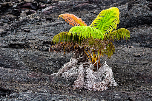 Determined Amau Fern growing in the volcanic landscape of the Keanakakoi Crater Rim Trail, Hawaii