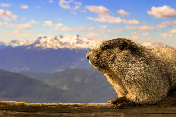 The hoary marmot of Whistler British columbia. this herbivore thrives on mountainous grasses and plants. Room for copy space stock photo