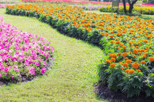 istock Planting flowers on grass. 978910886