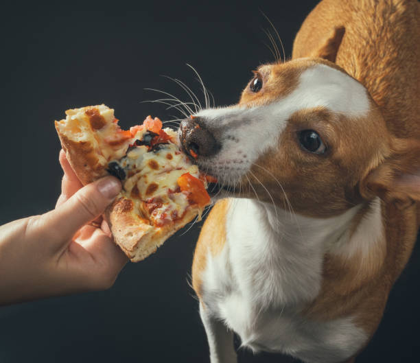istock cat and dog are fed pizza 978917988
