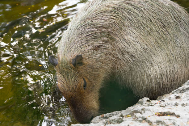 istock capybaras in the zoo 978925278