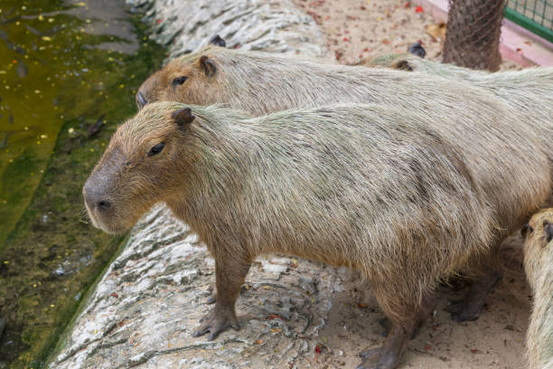 istock capybaras in the zoo 978925284