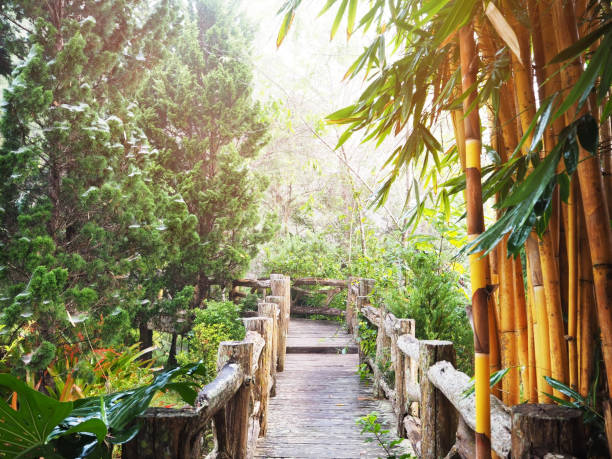 Wooden walkway Wooden walkway or bridge through the rain forest at Thailand bamboo bridge stock pictures, royalty-free photos & images