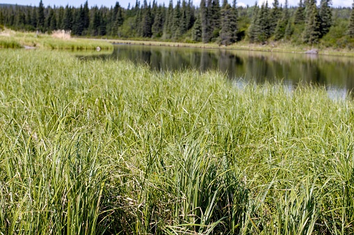 The tall grasses of Alaska with a small lake in the background.  The beauty of Interior Alaska comes in many different forms.  Grasses of Alaska give a sense of peace as they are reflected in the water or flow before the mountains. On this day in Spring the view offered a sense of serenity.